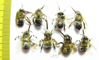 Hymenoptera sp.  Russia, Kaluga reg. - INSECTS-STORE.RU