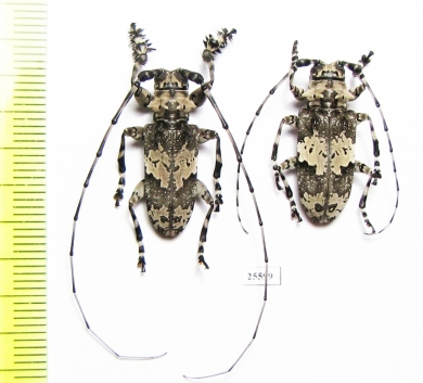 Cerambycidae sp., pair  South Africa Rep. - INSECTS-STORE.RU