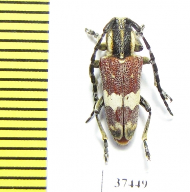 Glenea apicalis  South Africa Rep. - INSECTS-STORE.RU