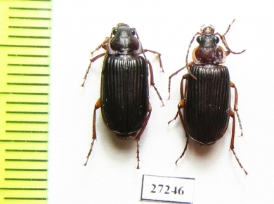 Carabidae sp.  South Africa Rep. - INSECTS-STORE.RU