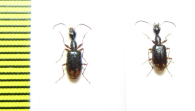 Carabidae sp.  Malawi - INSECTS-STORE.RU