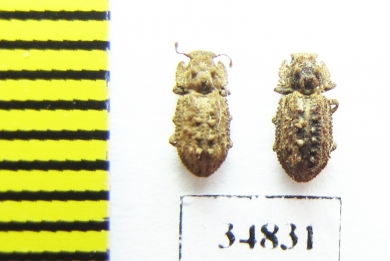 Endophloeus exculptus  Russia, Caucasus - INSECTS-STORE.RU