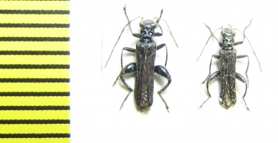 Oedemera atrata  Greece - INSECTS-STORE.RU