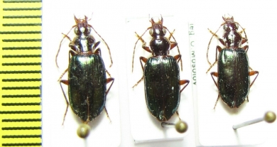Carabidae sp.  Malaysia - INSECTS-STORE.RU