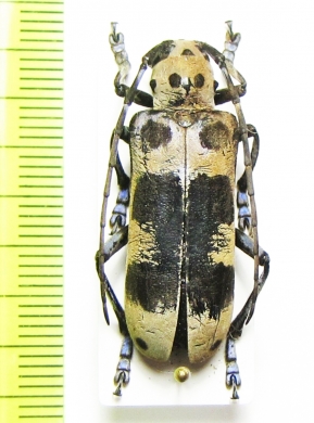 Callundine lacordairei  Laos - INSECTS-STORE.RU