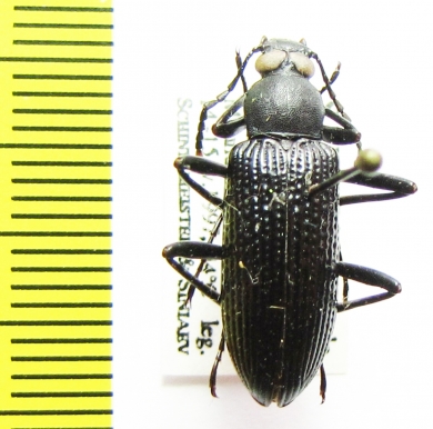 Tenebrionidae sp.  India - INSECTS-STORE.RU