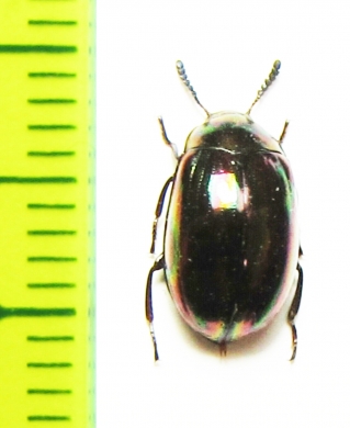 Tenebrionidae sp.  Indonesia, Sumatra - INSECTS-STORE.RU