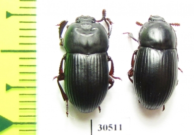 Tenebrionidae sp., pair  Malaysia, Borneo - INSECTS-STORE.RU