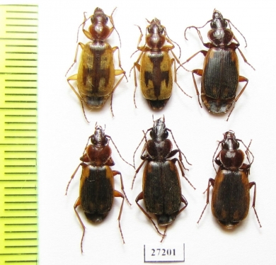 Carabidae sp.  Kazakhstan - INSECTS-STORE.RU