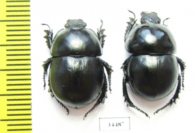 Thorectes lusitanicus, pair  Spain - INSECTS-STORE.RU