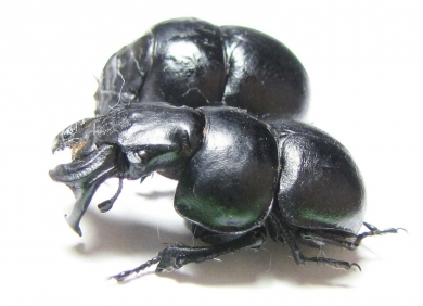 Lethrus halkidikensis, pair  Greece - INSECTS-STORE.RU