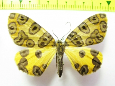 Geometridae sp.  Bolivia - INSECTS-STORE.RU