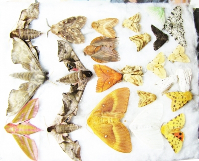 Lepidoptera sp.  Russia, Tver reg. - INSECTS-STORE.RU