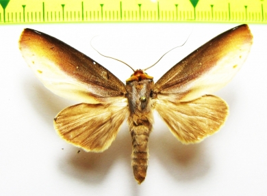 Noctuidae sp.  Bolivia - INSECTS-STORE.RU