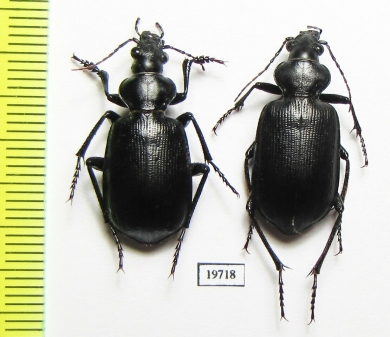 Calosoma imbricatum deserticola, pair  Kazakhstan - INSECTS-STORE.RU