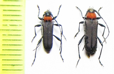 Eriphus laetus  Chile - INSECTS-STORE.RU