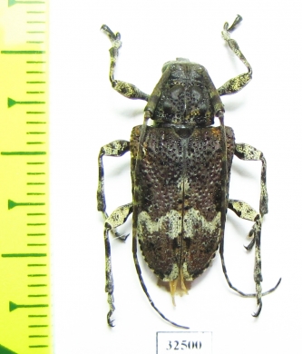 Cerambycidae sp.  Costa Rica - INSECTS-STORE.RU