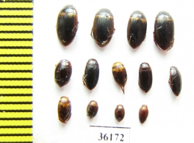 Dytiscidae sp.  Thailand - INSECTS-STORE.RU