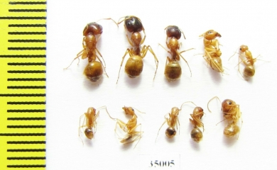 Formicidae sp.  Uzbekistan - INSECTS-STORE.RU