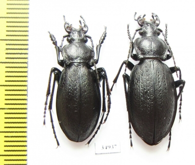 Carabus (Morphocarabus) aeruginosus hermanni, pair  Russia, Sverdlovsk reg. - INSECTS-STORE.RU