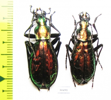 Carabus (Chrysocarabus) rutilans rutilans, pair  France - INSECTS-STORE.RU