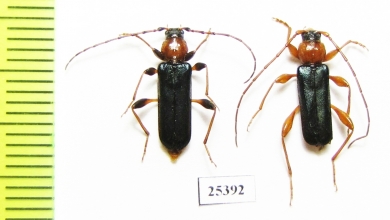 Phymatodes testaceus  Russia, Voronezh reg. - INSECTS-STORE.RU