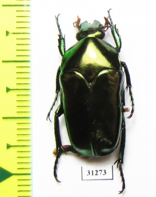 Cetoniinae sp.  Indonesia, Ceram isl. - INSECTS-STORE.RU