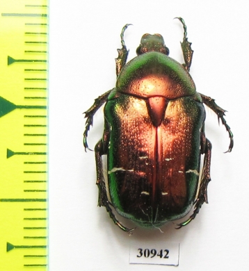 Cetonia aurata  Greece - INSECTS-STORE.RU