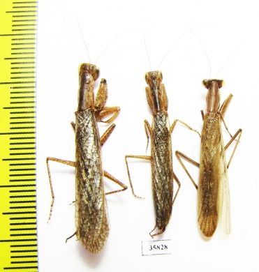 Mantodea sp.  Tanzania - INSECTS-STORE.RU
