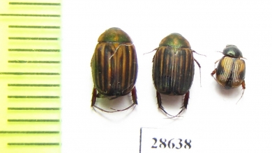 Melolonthinae sp.  Indonesia, Sumatra - INSECTS-STORE.RU