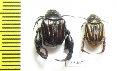Hopliini sp., pair  South Africa Rep. - INSECTS-STORE.RU