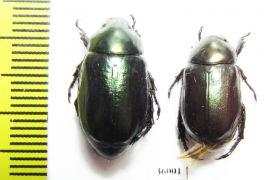 Rutelinae sp.  Thailand - INSECTS-STORE.RU