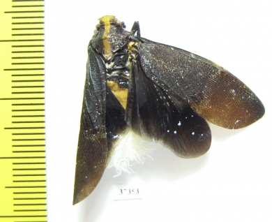 Homoptera sp.  Ecuador - INSECTS-STORE.RU