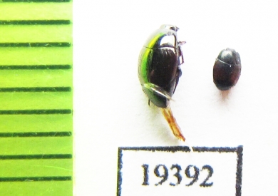 Euspilotus sp., Phelister haemorrhous  Argentina - INSECTS-STORE.RU