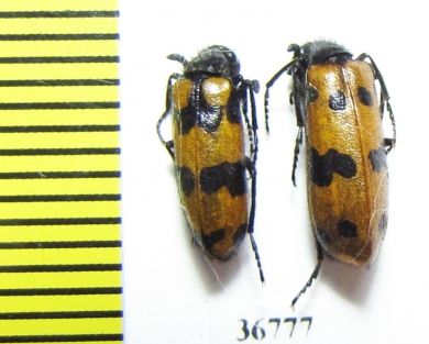 Meloidae sp.  China, Inner Mongolia prov. - INSECTS-STORE.RU