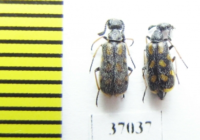 Meloidae sp.  South Africa Rep. - INSECTS-STORE.RU