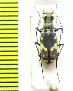 Cicindelidia schauppi  USA, Texas - INSECTS-STORE.RU