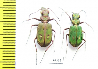 Cicindela campestris olivieria  Albania - INSECTS-STORE.RU