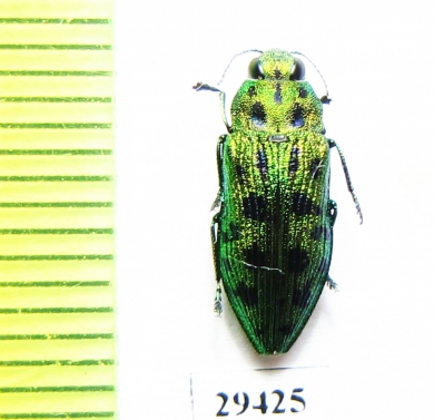 Lamprodila virgata  Japan - INSECTS-STORE.RU