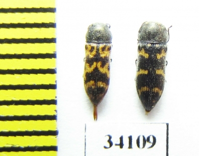 Acmaeodera vanharteni, pair  Oman - INSECTS-STORE.RU