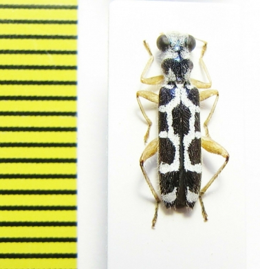 Cleridae sp.  Malaysia - INSECTS-STORE.RU