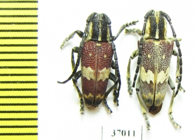 Glenea apicalis  South Africa Rep. - INSECTS-STORE.RU