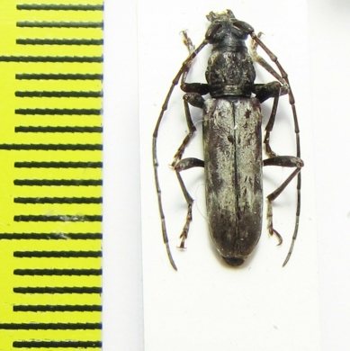 Cerambycidae sp.  Malawi - INSECTS-STORE.RU