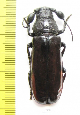 Bolbotritus bainesi  Tanzania 50mm - INSECTS-STORE.RU