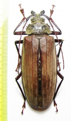Xixuthrus microcerus, female  Malaysia 70mm - INSECTS-STORE.RU