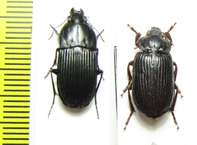 Carabidae sp.  Malawi - INSECTS-STORE.RU