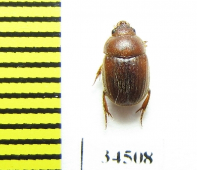 Ochodaeus integriceps  Russia, Krasnodar reg. - INSECTS-STORE.RU