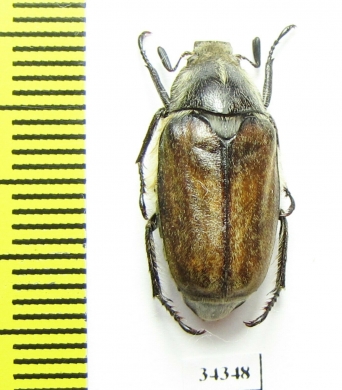 Anoxia scutellaris rumelica  Bulgaria - INSECTS-STORE.RU