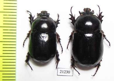 Dynastinae sp., pair  Zambia - INSECTS-STORE.RU