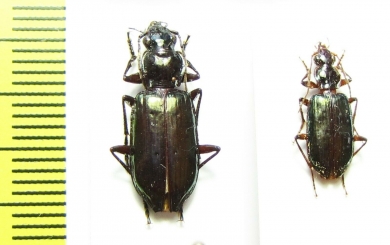 Carabidae sp.  Malaysia - INSECTS-STORE.RU